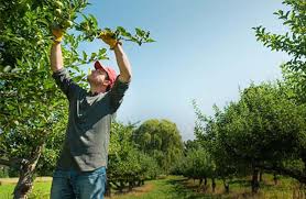 Manejo Integrado de Plagas-AMB-031